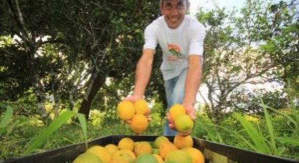 Produção de laranja lima orgânica muda cenário no Vale do Mundaú