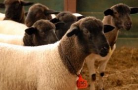 Reprodutores de ovinos e caprinos serão entregues ao Centro Xingó