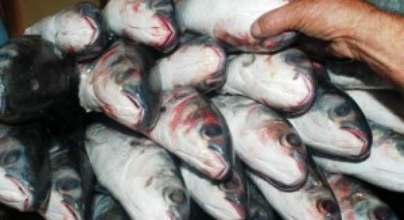Nota fiscal de pescados tem novas exigências