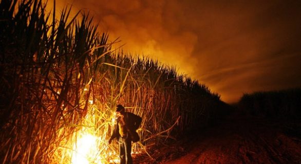 ALE discute impacto do fim da queima da cana no trabalho rural