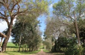 Crescimento de áreas preservadas faz cair desmatamento em Alagoas