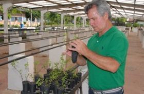 Alagoas cultivará plantas para produção de fitoterápicos do SUS