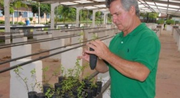 Alagoas cultivará plantas para produção de fitoterápicos do SUS