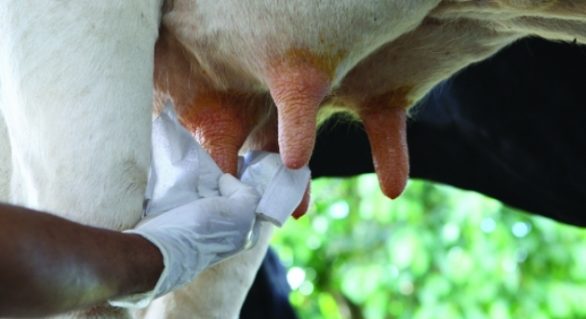 CPLA realiza estudo para levantar o custo de produção do leite na agricultura familiar