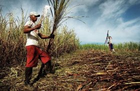 Com fim da safra de cana, 25 mil perdem empregos em Alagoas