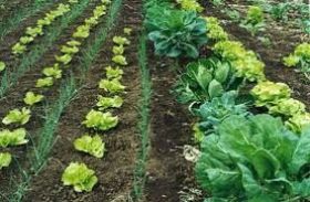 Ministério quer mais acesso a programa agro sustentável