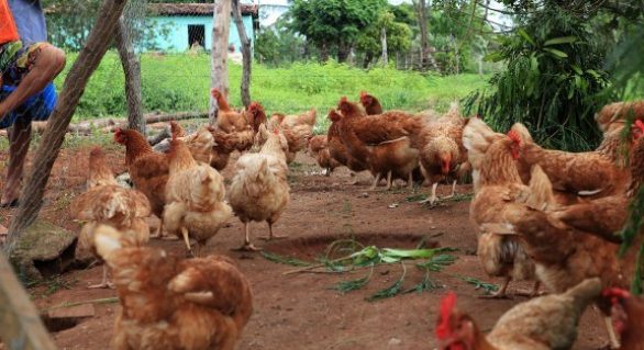 Projeto da Pindorama fomenta sucessão familiar com produção de maracujá e avicultura