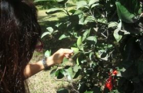 Técnicos inspecionam áreas verdes atacadas pela mosca negra do citros