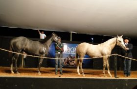 Leilão Maceió Horse’s Show realiza 21° edição durante a Expoagro