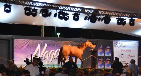 2ª edição do Leilão Alagoas Quarter Horse é sucesso de vendas