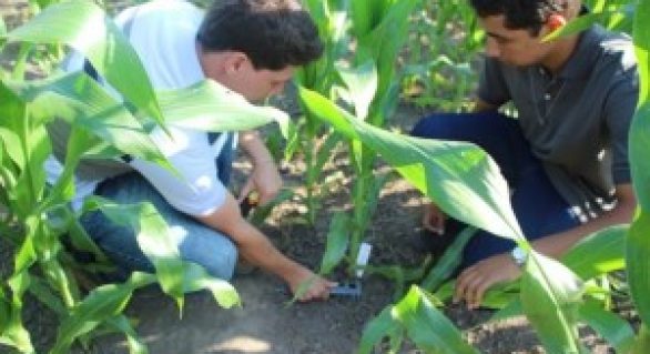 Pesquisa gera indicadores para aumentar produção de milho em Alagoas