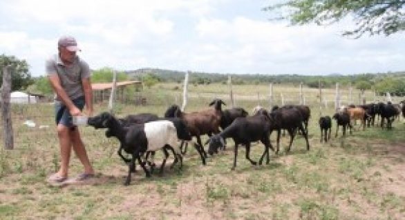 Programa Alagoas Mais Ovinos beneficia mais de 900 famílias