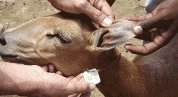 Melhoria genética de ovinos e caprinos aumenta a renda do criador