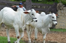 13º Nelore IBC abre rodada de leilões de bovinos na 64ª Expoagro