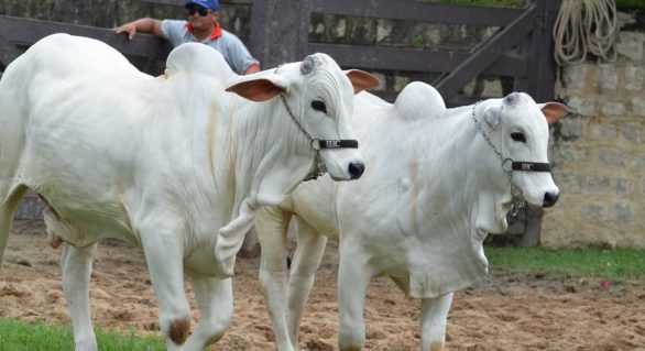 13º Nelore IBC abre rodada de leilões de bovinos na 64ª Expoagro