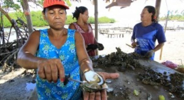 Comunidade quer reativar cultivo de ostras e produção de peixe