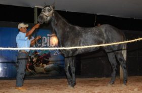 Disponível catálogo virtual do Leilão Maceió Horse’s Show