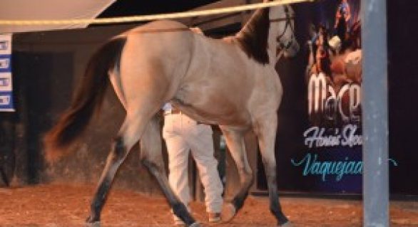 Maceió Horse’s Show cresce e vende mais de 2 milhões na Expoagro