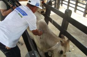 Adeal realiza vacinação assistida em União dos Palmares