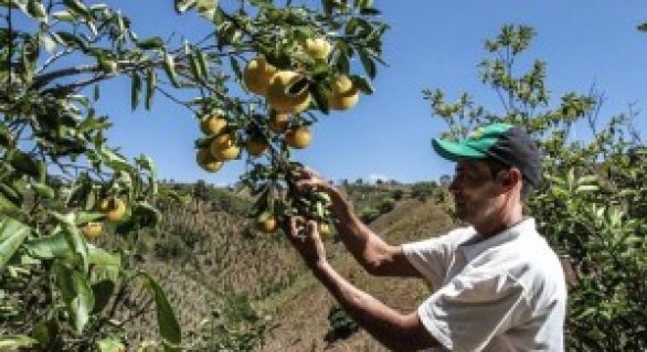 Agricultores do Vale do Mundaú participam de missão técnica em Sergipe