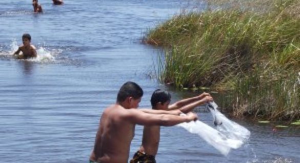 Pantanal recebe mais um repovoamento com espécies nativas do São Francisco