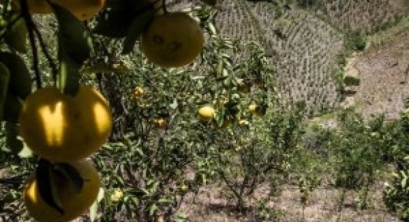 Agricultores do APL Fruticultura ganharão certificação orgânica