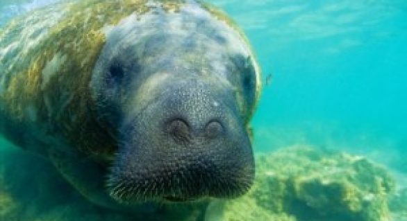 Campanha SOS Peixe-Boi preserva vida do animal na costa alagoana