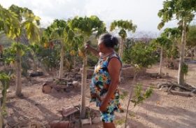 Experiências de Alagoas tornam-se modelos na convivência com a seca