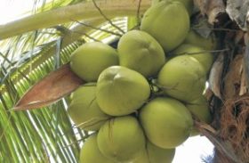 Encontro debate fortalecimento da cultura do coco em Alagoas