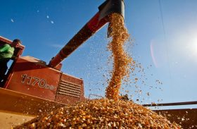 Safra de grãos cai 2,5% e deve ficar em 202,4 milhões de toneladas, estima Conab