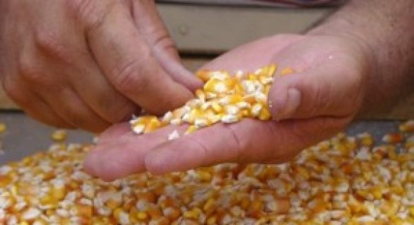 Governo do Estado apoia reedição de portaria da venda de milho com desconto