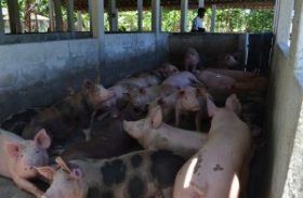 Brasil deve manter o quarto lugar em produção e exportação de carne suína até 2018