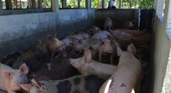Brasil deve manter o quarto lugar em produção e exportação de carne suína até 2018
