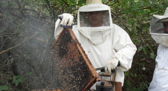 Alagoas mapeia situação da apicultura para fortalecer segmento