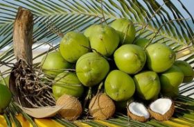 Cadeia produtiva do coco busca alternativas a importados