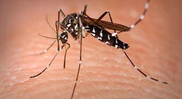 Saúde: Força-tarefa para combate ao Aedes aegypti começa dia 5