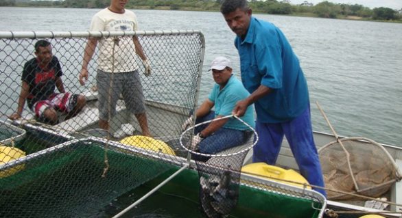 Revitalização da pesca e da aquicultura vai beneficiar mais de 40 mil pescadores