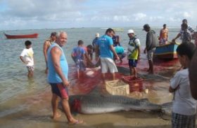 Tubarões-tigres são capturados no Pontal do Peba, AL