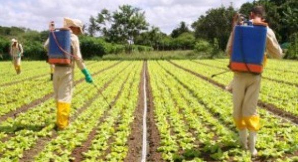 Governo reforça fiscalização sobre o uso de produtos agrotóxicos