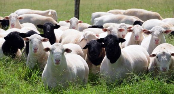 Expoagro terá 1º workshop para ovinos da raça dorper
