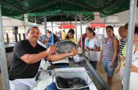 Pescados oferecidos na Feira do Peixe Vivo incluem de tilápia a jacaré