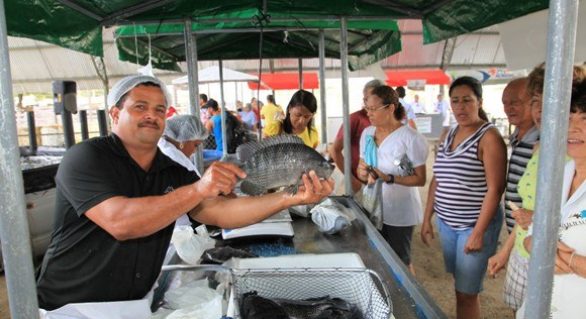 Pescados oferecidos na Feira do Peixe Vivo incluem de tilápia a jacaré