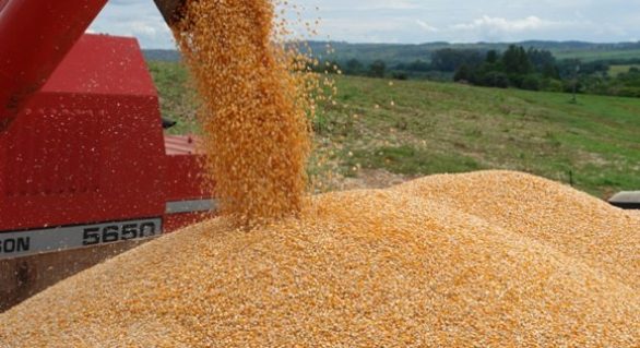 Safra de grãos terá queda de 10,3% em consequência das adversidades climáticas