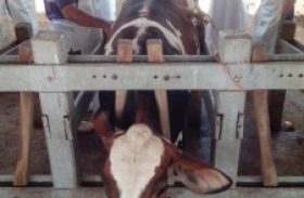 Curso de inseminação artificial em bovinos é oportunidade para melhorar rebanho