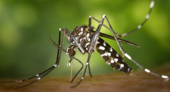 Plantas da Caatinga podem ajudar a combater Aedes aegypti