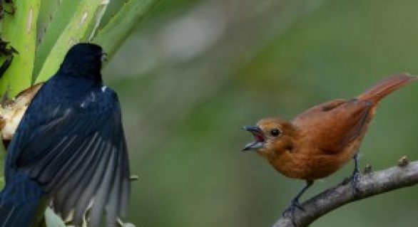 Parque Municipal de Maceió é reduto de aves raras e atrai pesquisadores