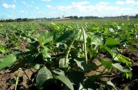 Programa Barriga Cheia inicia colheita de feijão verde em 20 dias