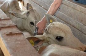 Adeal promove reunião com veterinários para incentivar campanha de brucelose