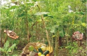 Sistema de agroflorestas é mais vantajoso na produção de orgânicos