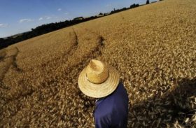 Reajuste no preço mínimo do trigo é insuficiente para sanar crise no setor